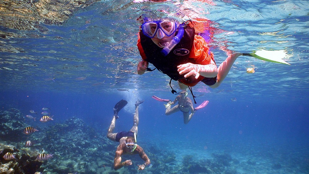 Dolphin Watching Oman